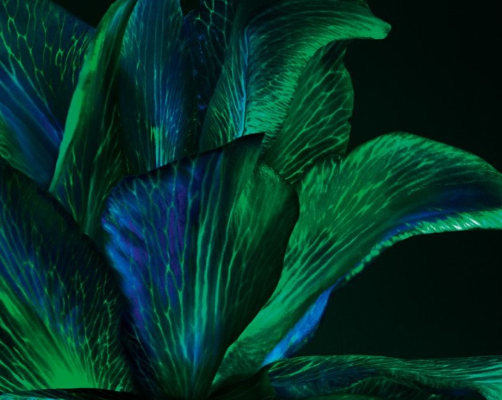Meerfenchel (Crithmum Maritimum) I © Helena Rubinstein